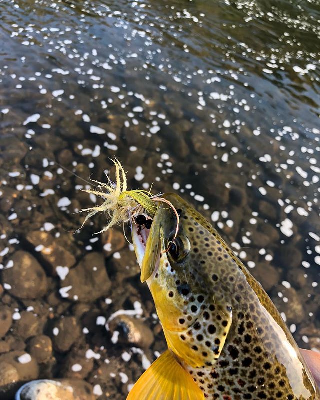 Kitson&rsquo;s Scoblin was a crowd pleaser in CO