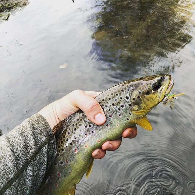 Windy day has the hoppers flying out of control. This dude demolished the chubby. #amishtrout #lectu #sjrvff