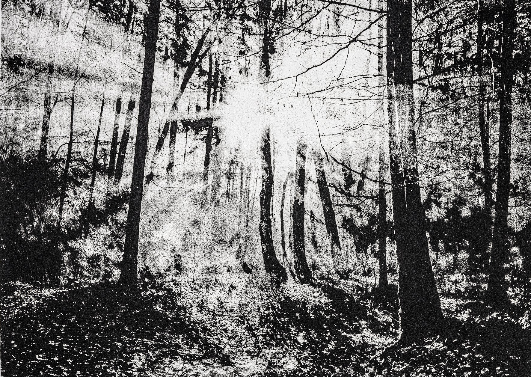 Woods-Sun-Max-Bosse-Print.jpg
