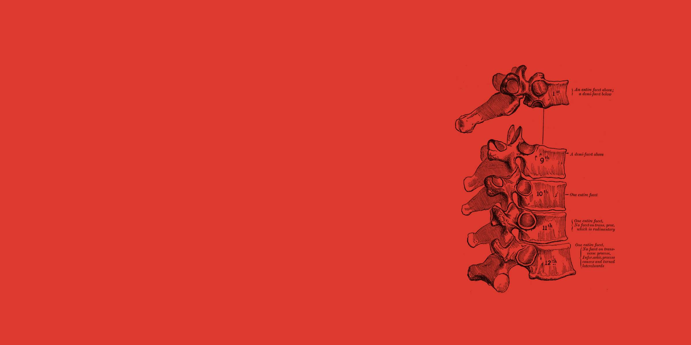 half_spine_BG.jpg