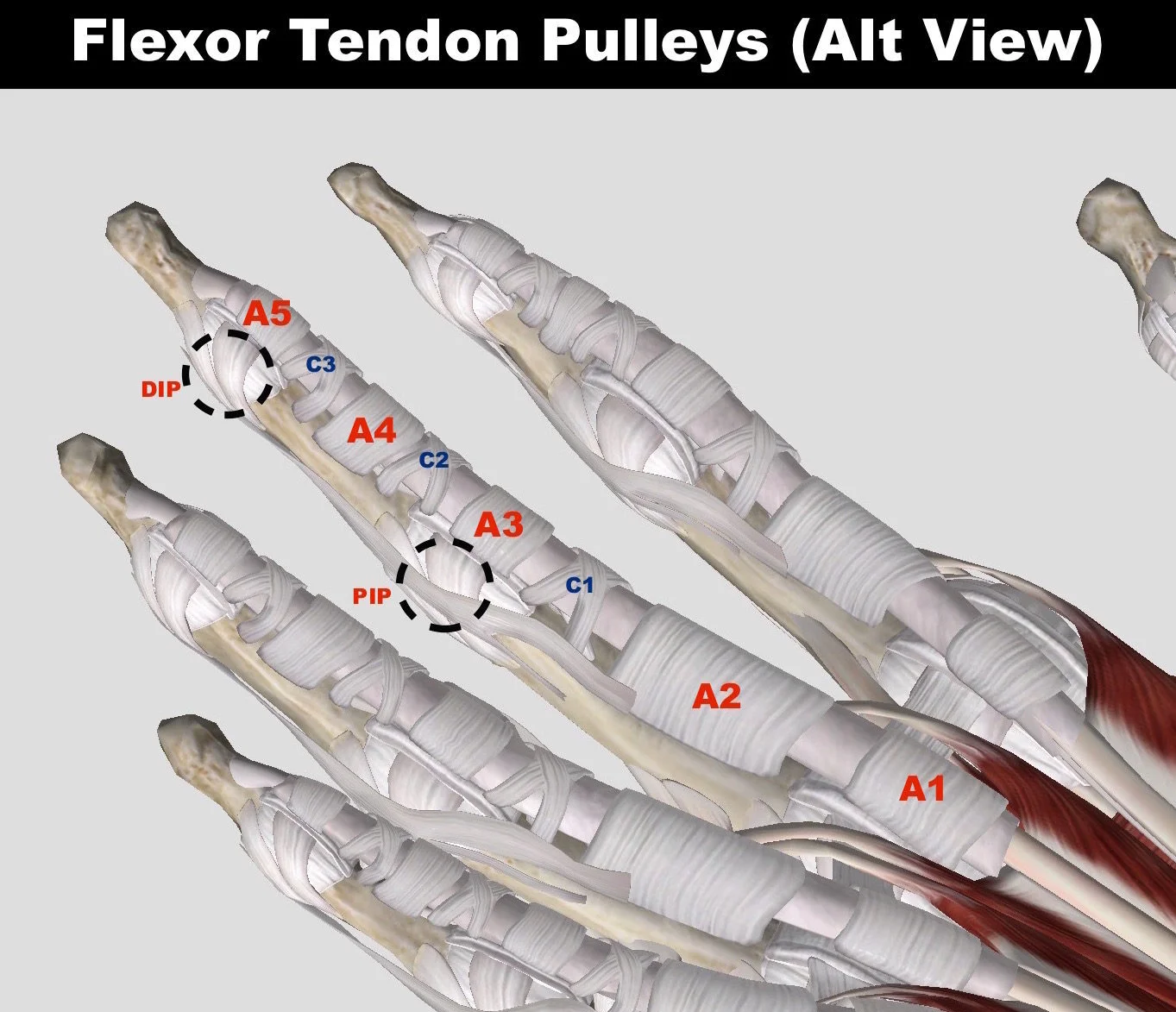 Pulley Injuries Explained (Part 1) — Grassroots Physical Therapy