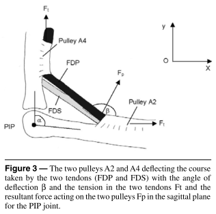 Image 5 - Schöffl Biomechanical finger model with tendon-pulley angle.png