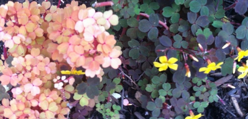 Shamrocks.jpeg