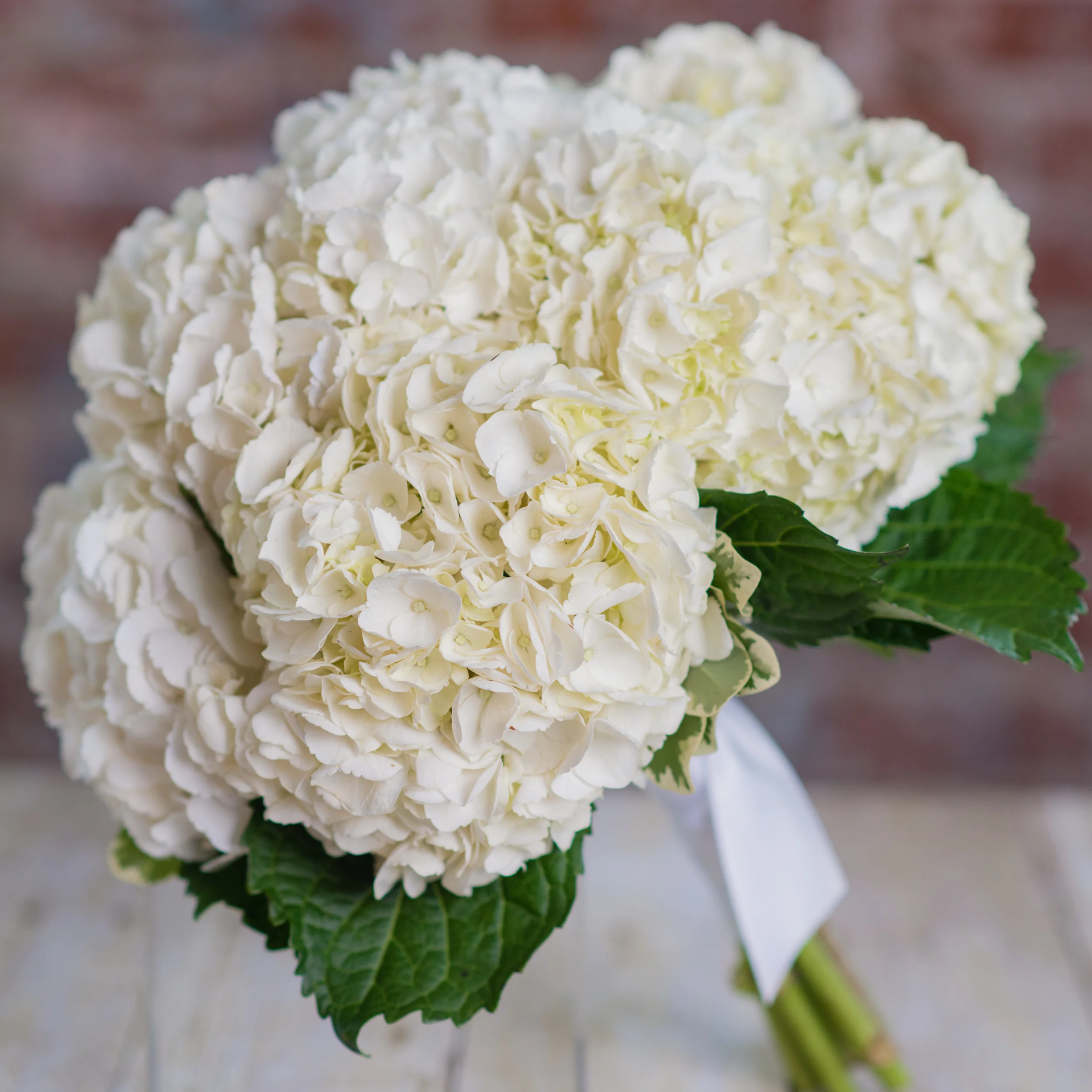 20150727_CS_0050.jpg