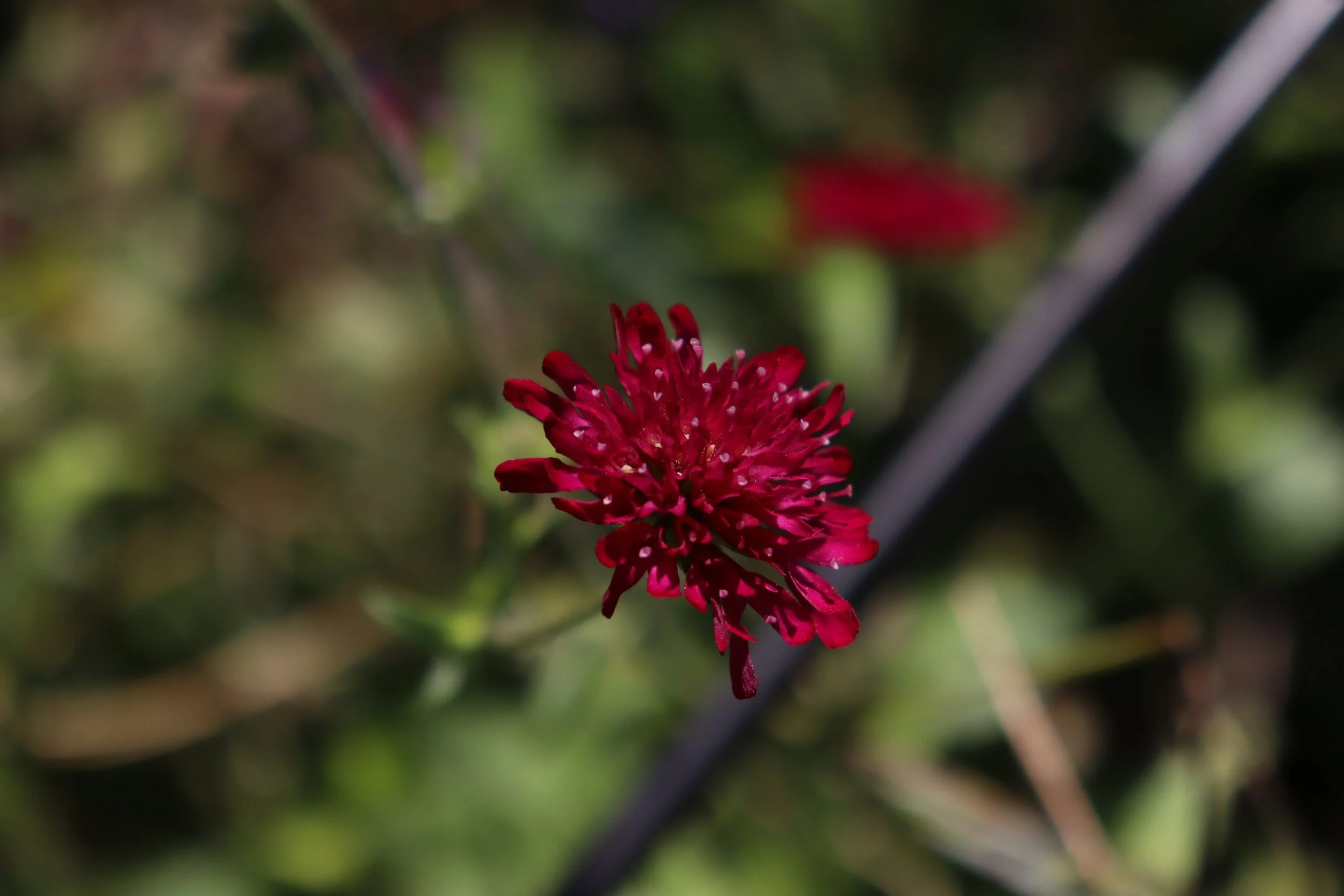 CHS_ZReyes_0269.JPG