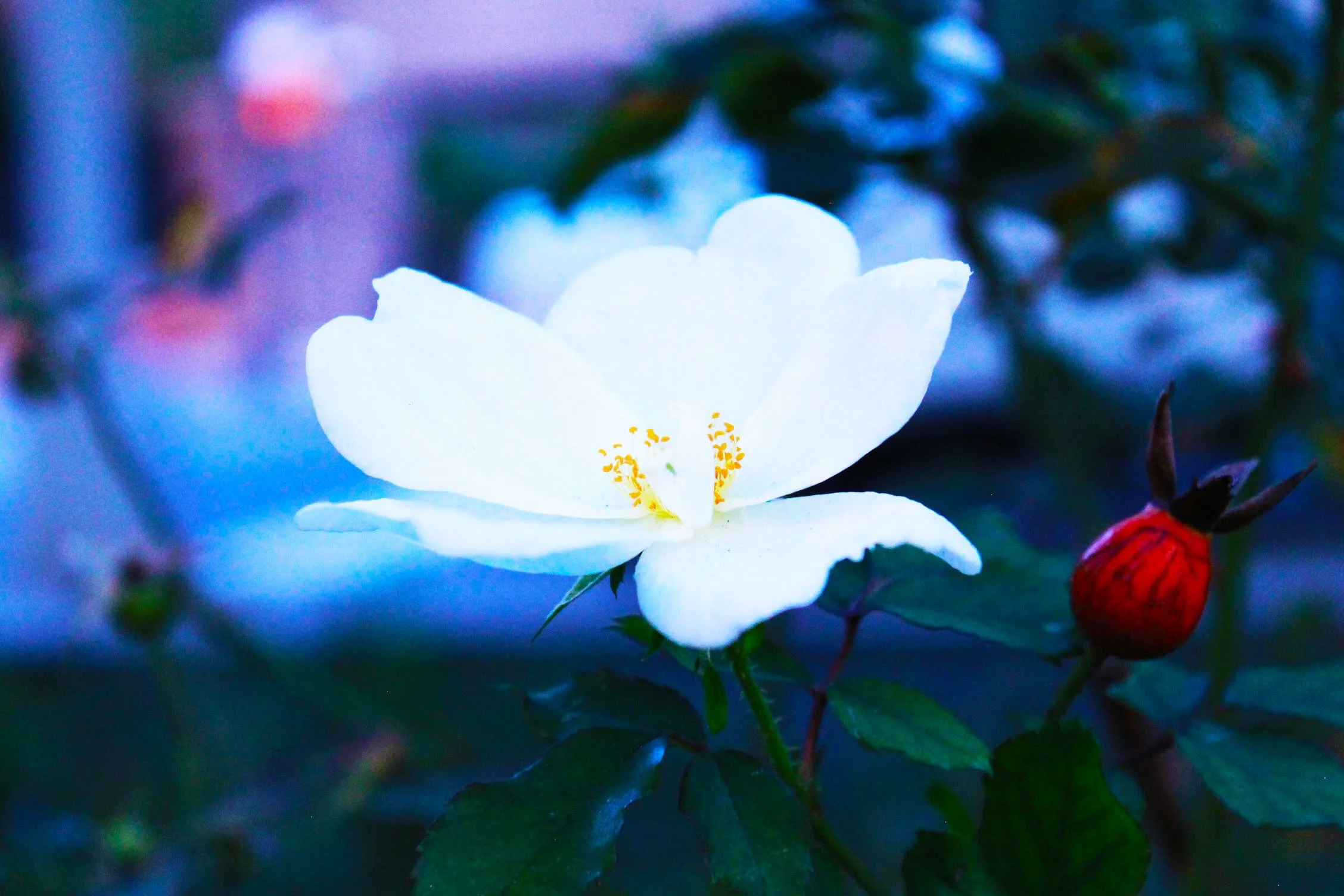 Damien Soto White Flower Photo.jpg