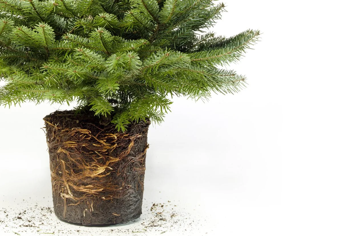 iStock-639986948.jpg