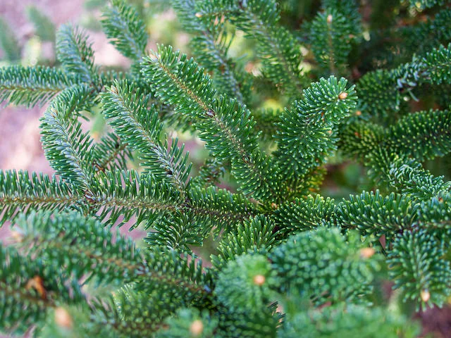 Neu Fraser Tannen Green Tree Lebende Christbaume Christbaum Mieten Pflanzen Baume Pflanzenabo Grune Palette