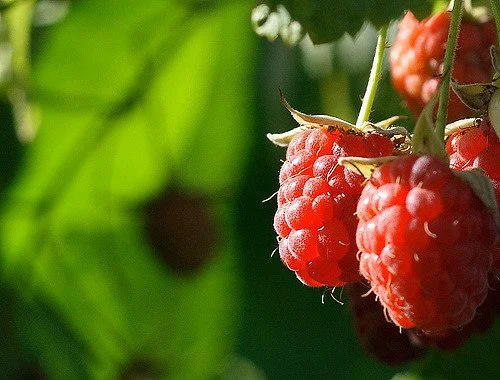 Himbeeren.jpg
