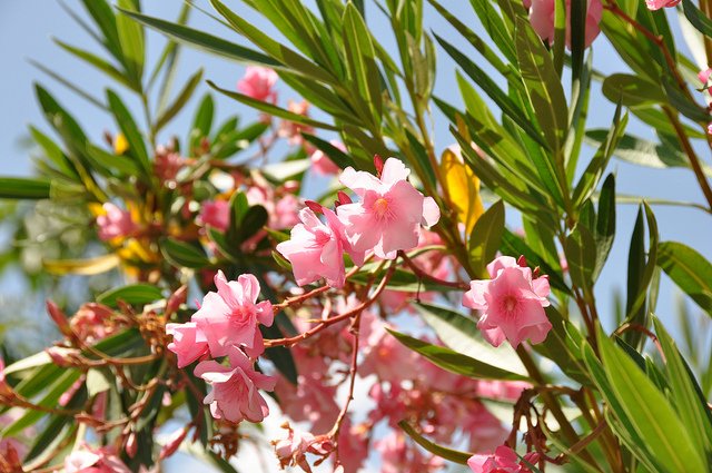 Oleander.jpg