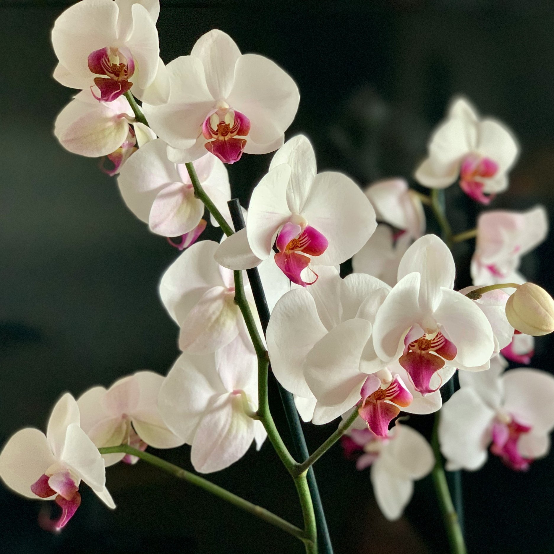 Orchidee+6.jpg