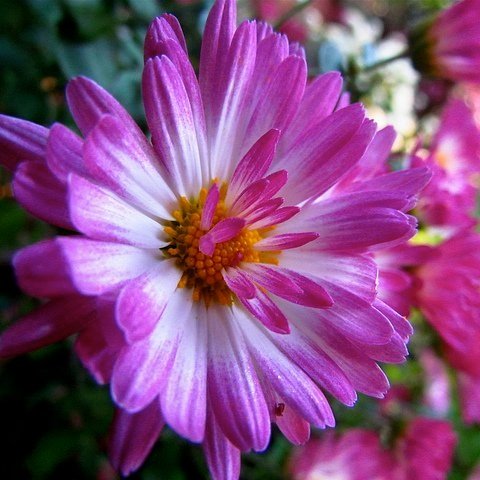 Chrysantheme+.jpg