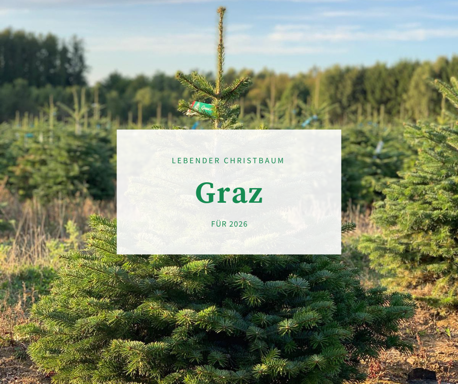 Lebender Christbaum GRAZ