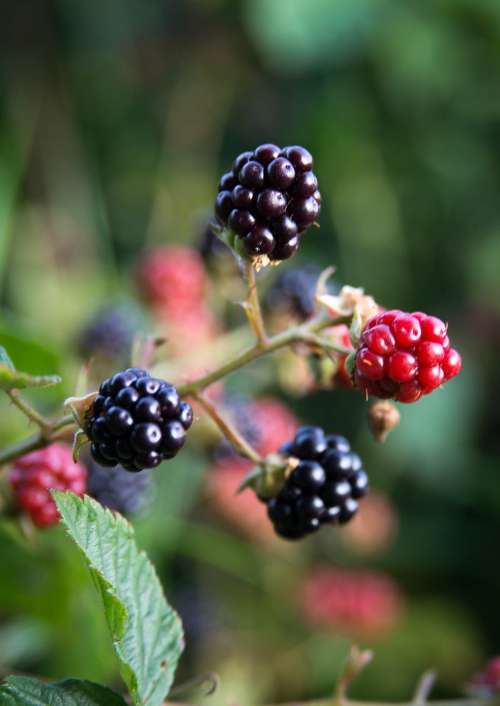 Brombeeren.jpeg