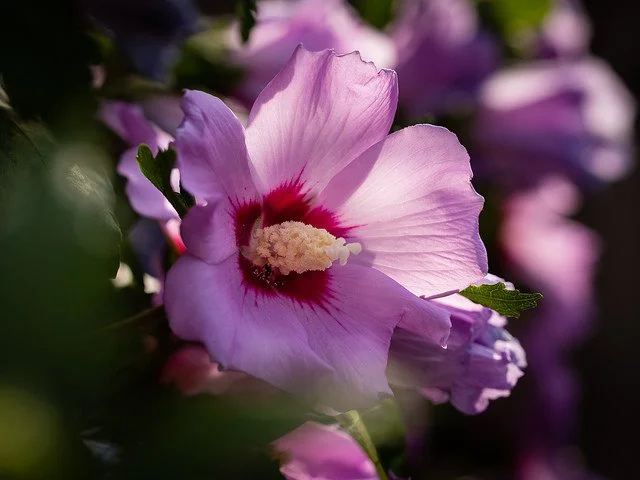 Hibiscus.jpg