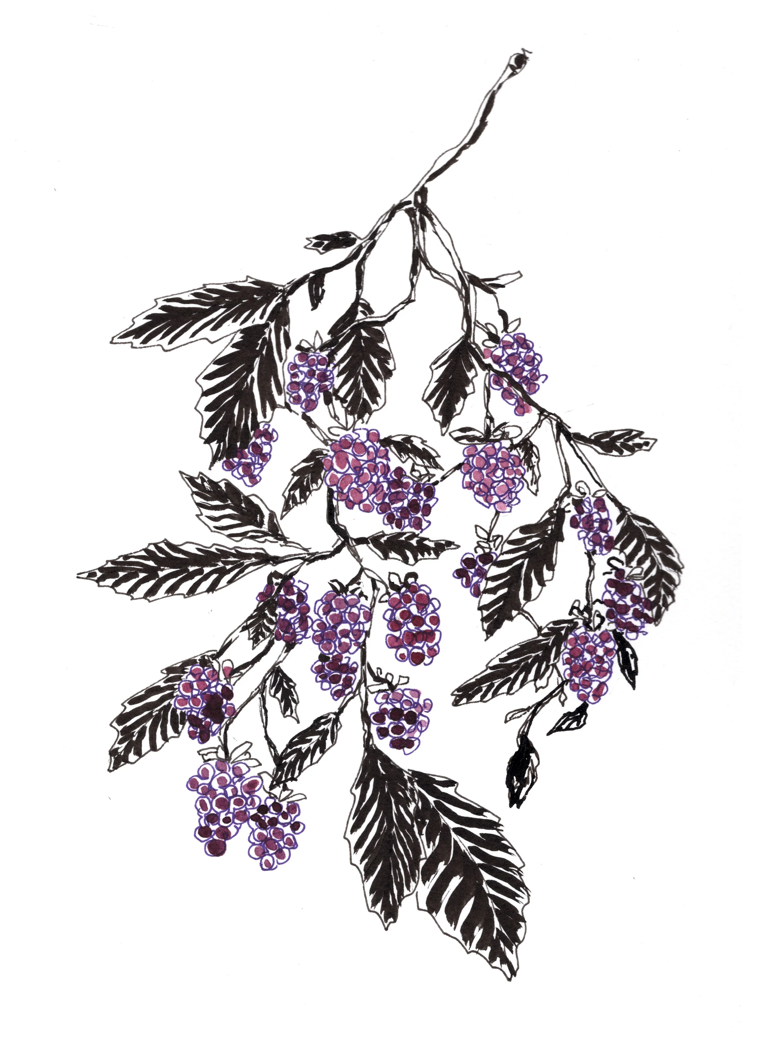 blackberries.jpg