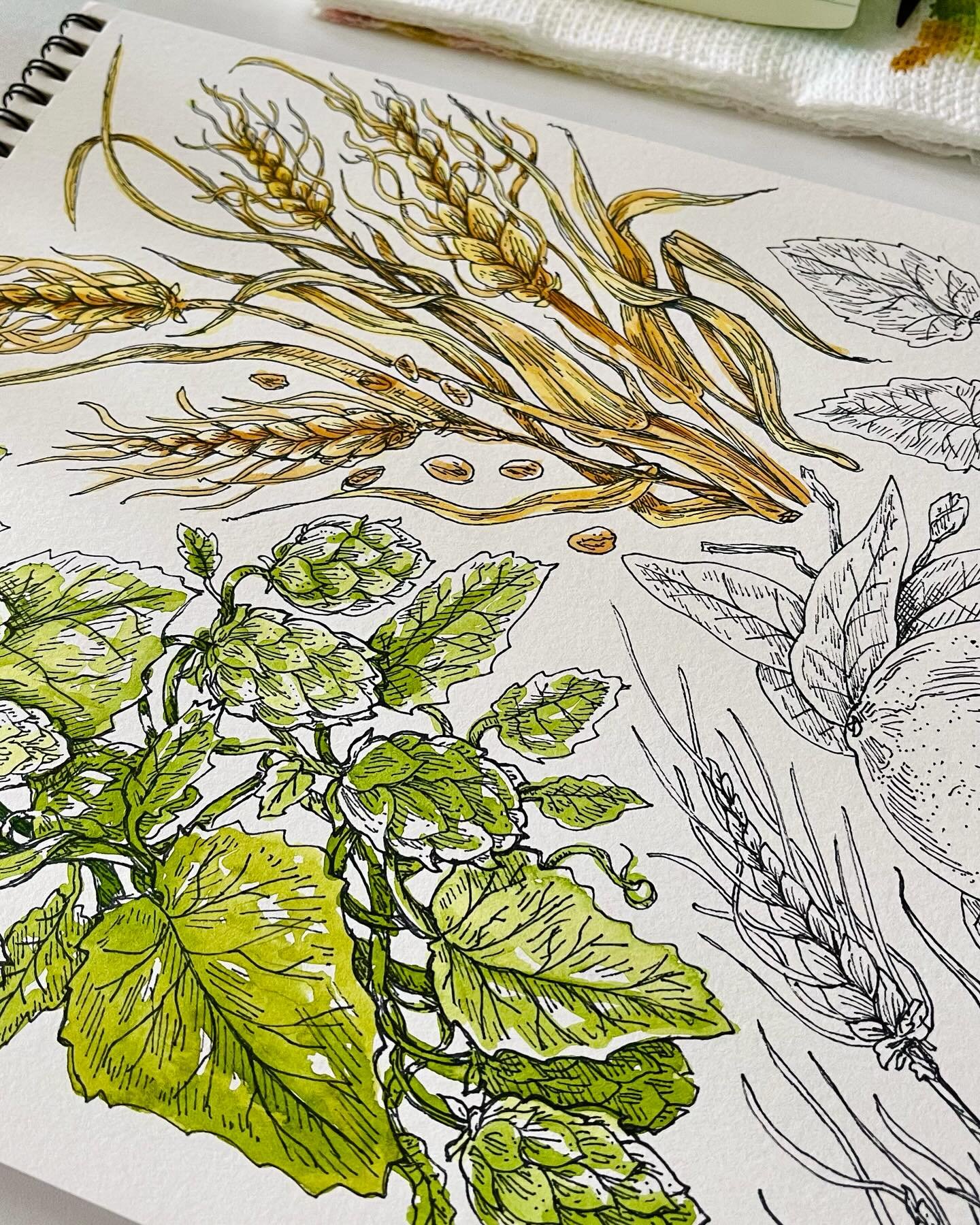 Sketchbook corners 🍺 #watercolor #sketchbook #botanicalart #beer #beerart #watercolors