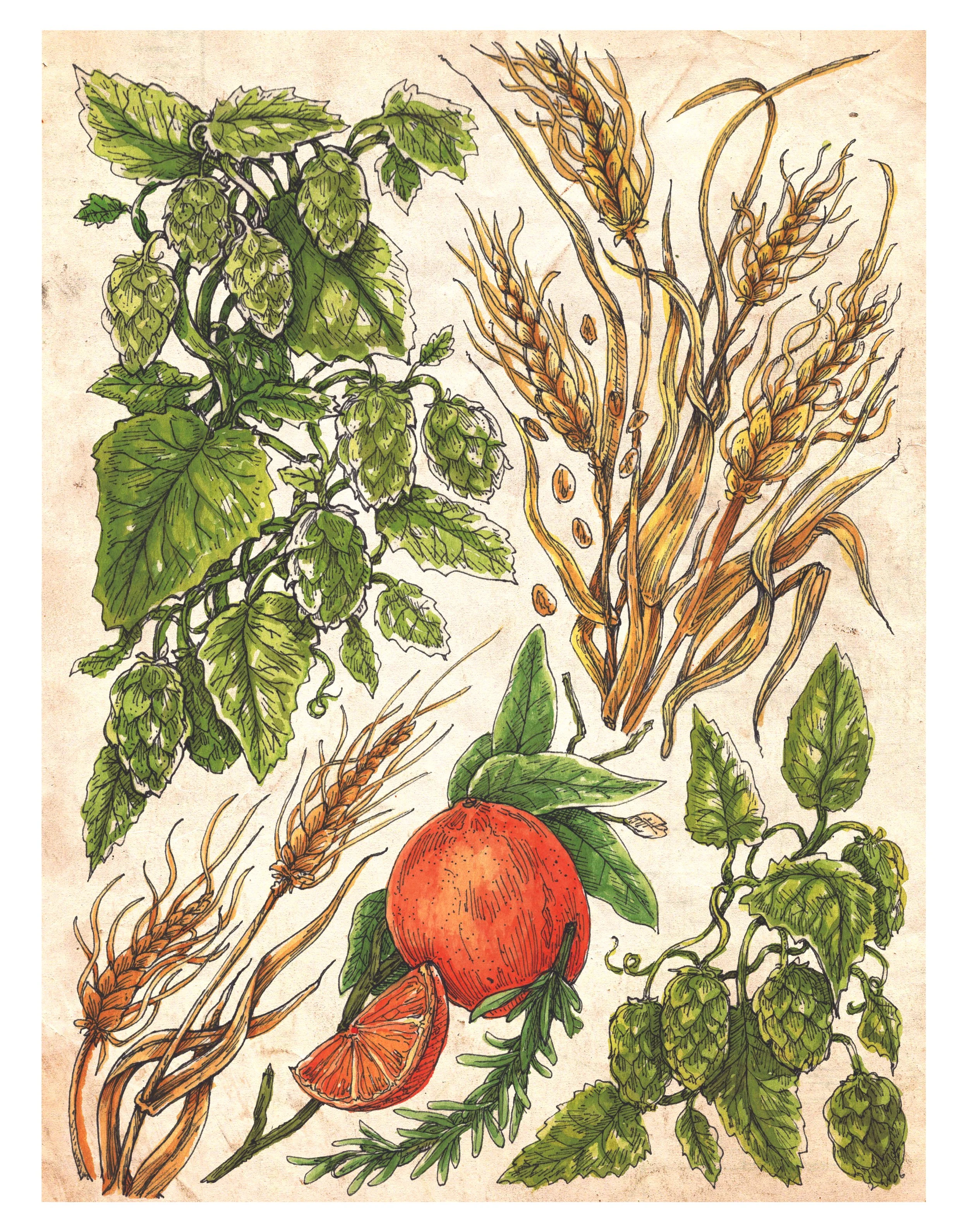 hops and barley web.jpg