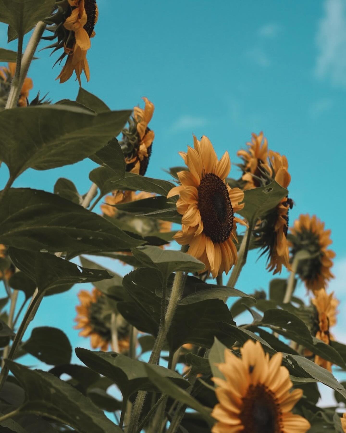 More garden shots from this year 🌱 it&rsquo;ll all be gone before we know it so I&rsquo;m trying to soak it all in while it lasts .