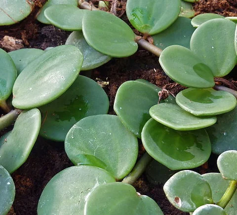 trailing_jade_peperomia_rotundifolia.jpg