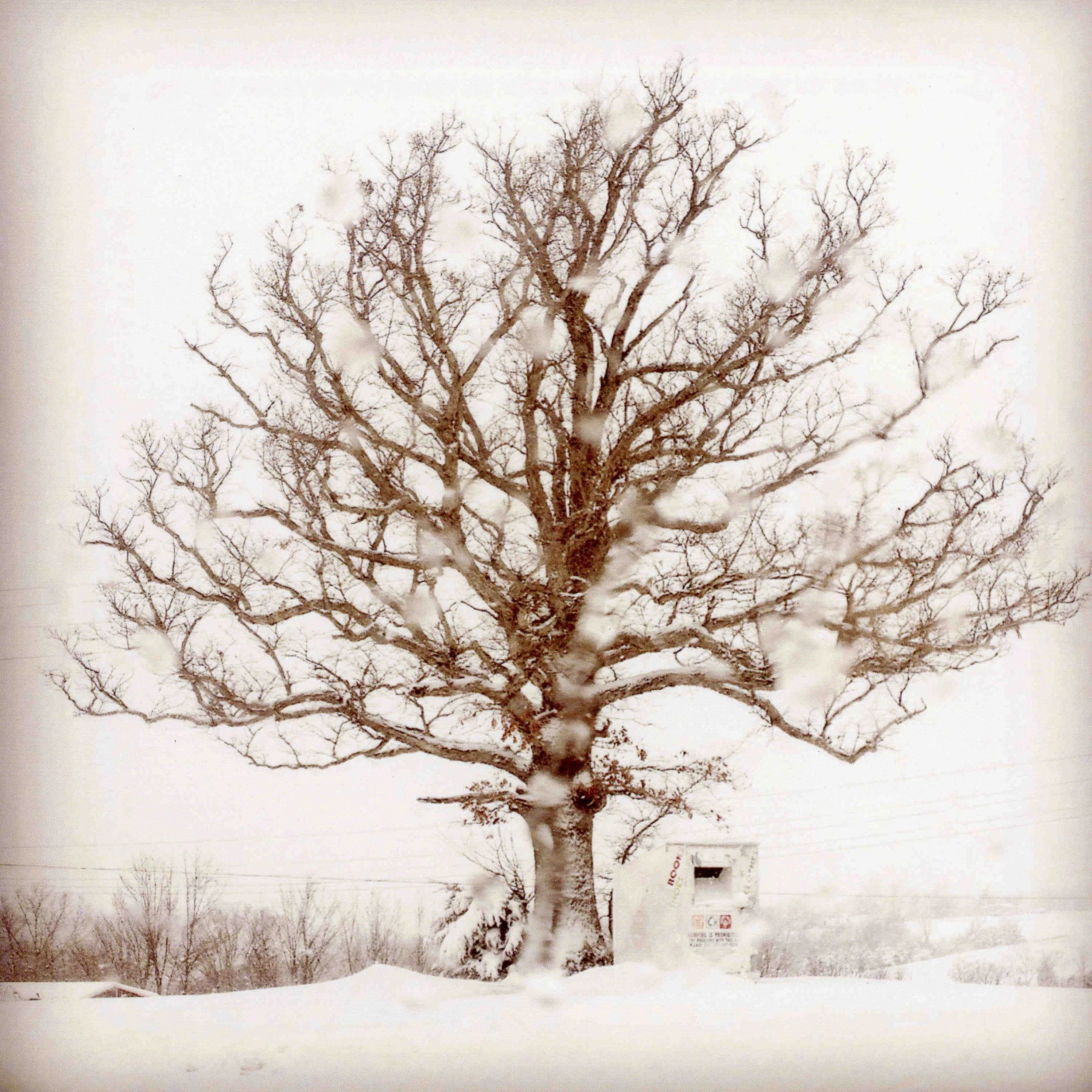 Bradford_whitebrownsnowtree_10x10_300dpi.JPG