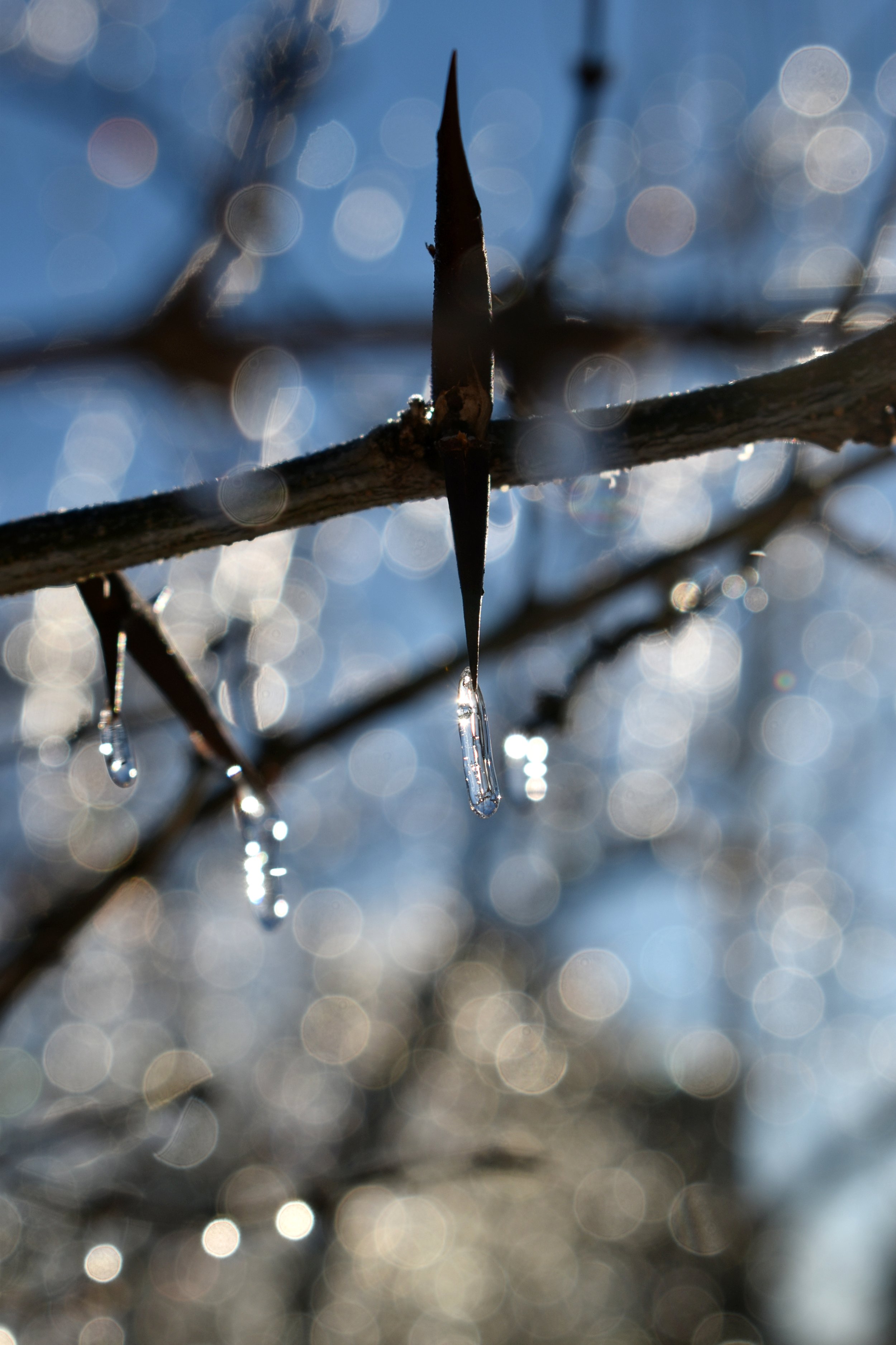 Ice on thorn tree - Lyndsay Whitaker-Prewitt.jpeg