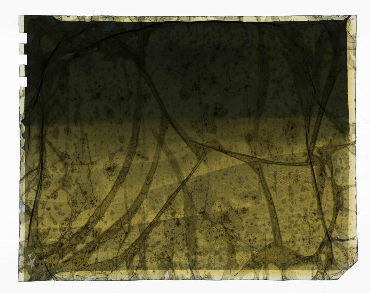 Landscape Nov 1949-003.1.png