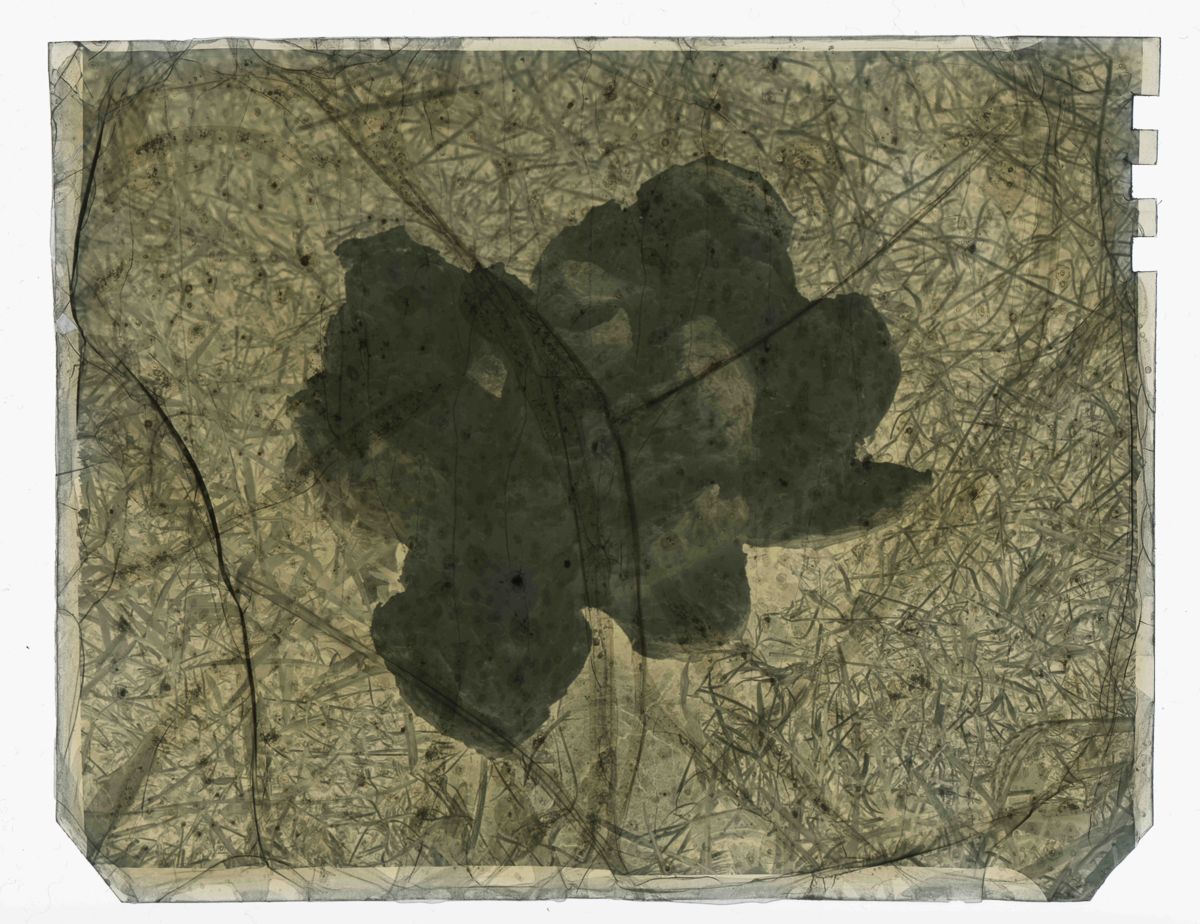 Fungas Sept 1948-003.1.png