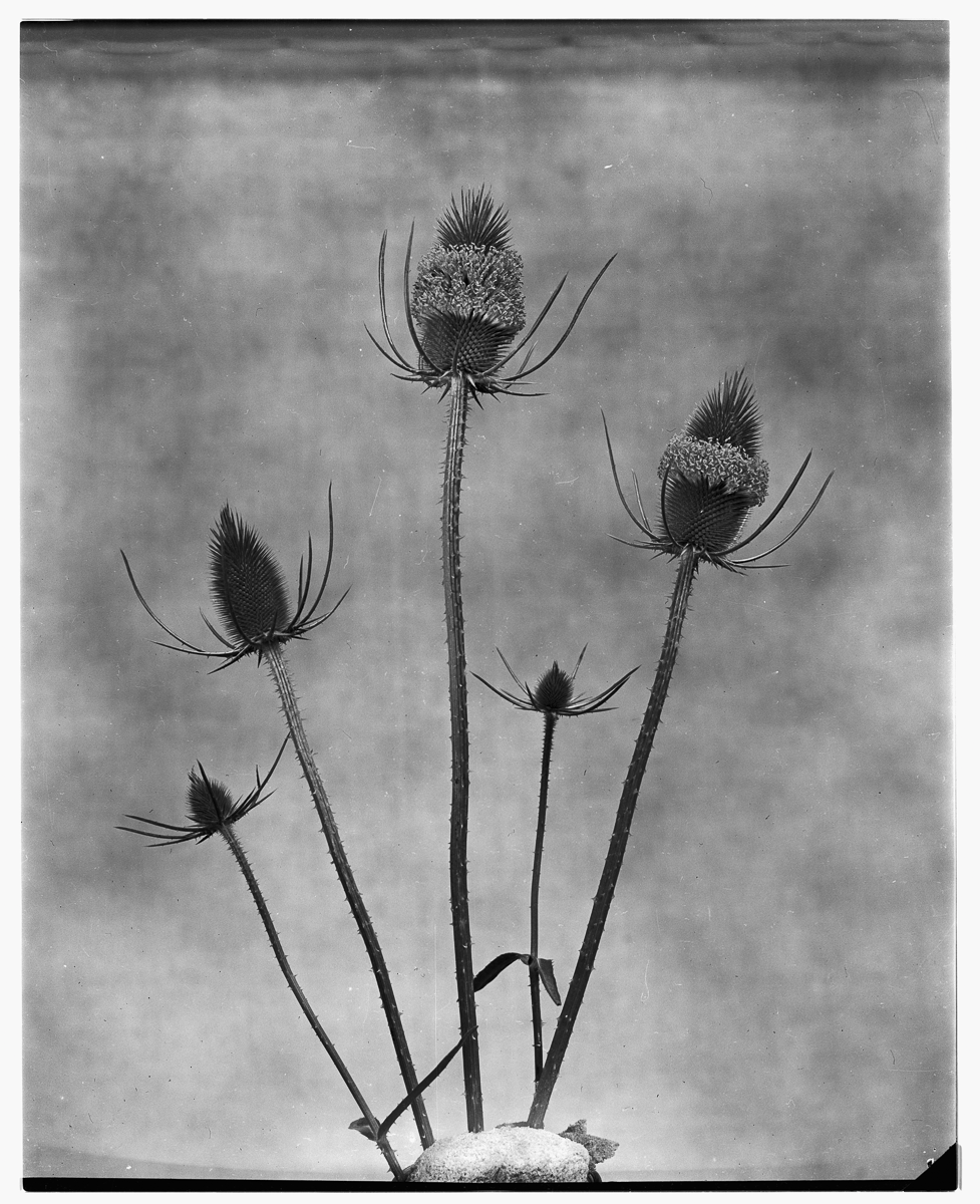 Devils Tool Bush July 1957-002.png