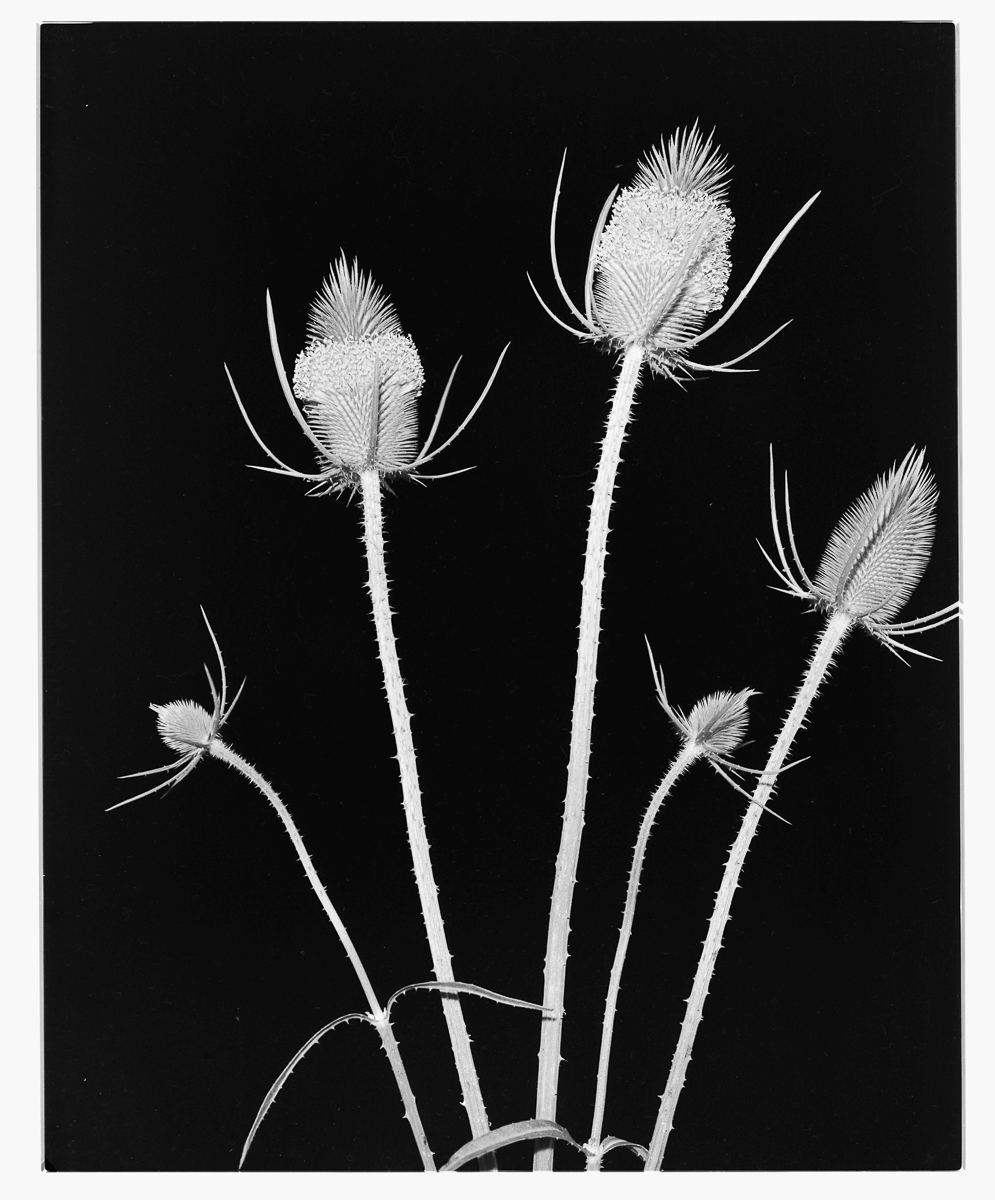Devils Tool Bush July 1957-001.png