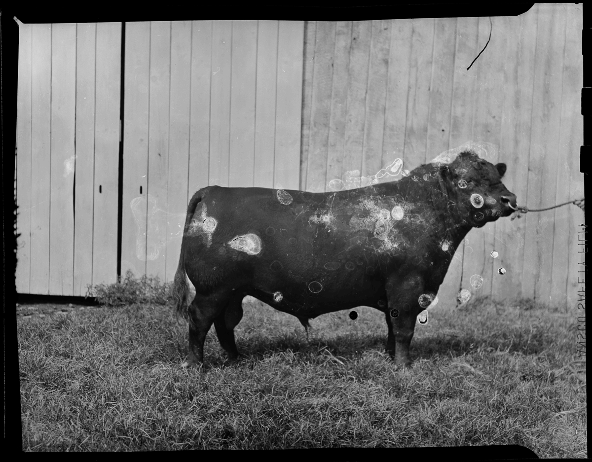 Aged Neg Ram George Midden Aug 1947-003.1.png