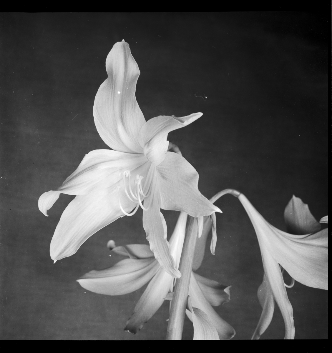 Lily1957007.png