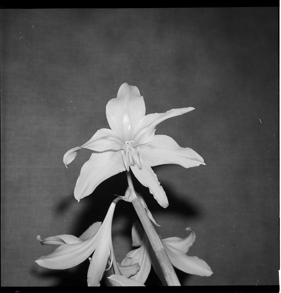 Lily1957009.png