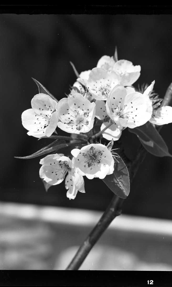 PearBlossom1949002.png