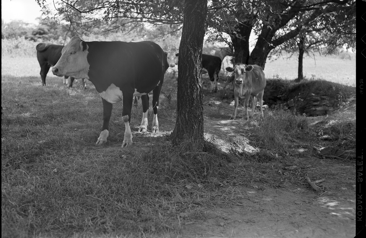 Cattle1949004.png