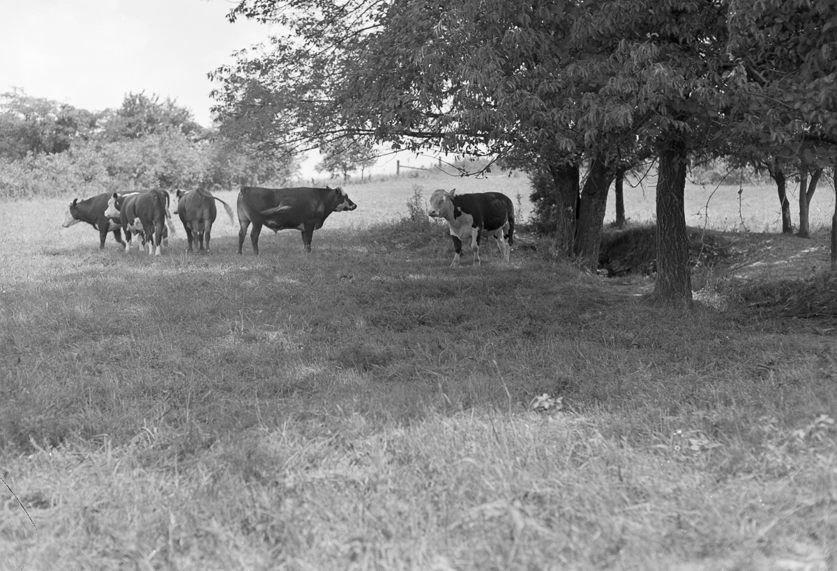 Cattle1949007.png
