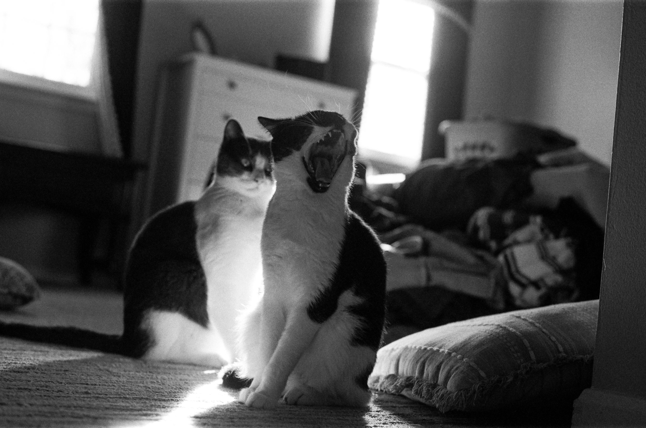202402Cats022.jpg