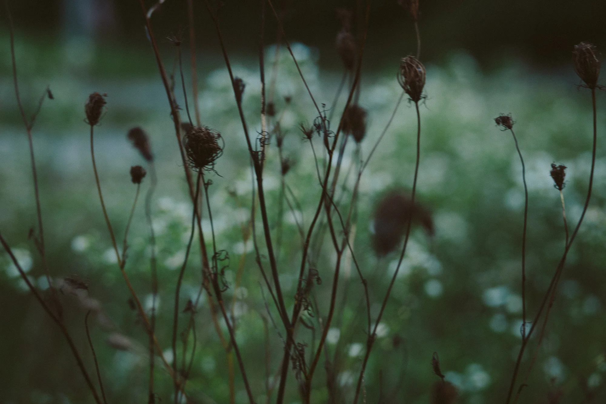 faith-through-fotos_dead-inside-24.jpg