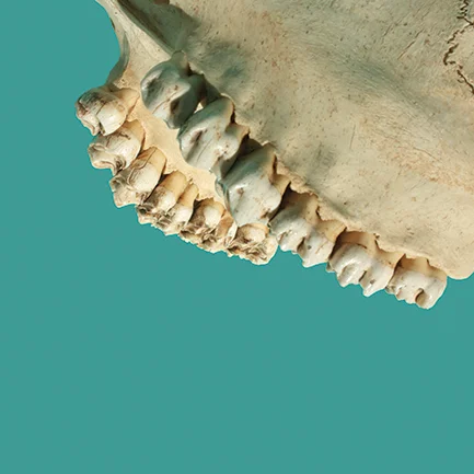 TODDKANCAR_giraffe_skull_04.jpg