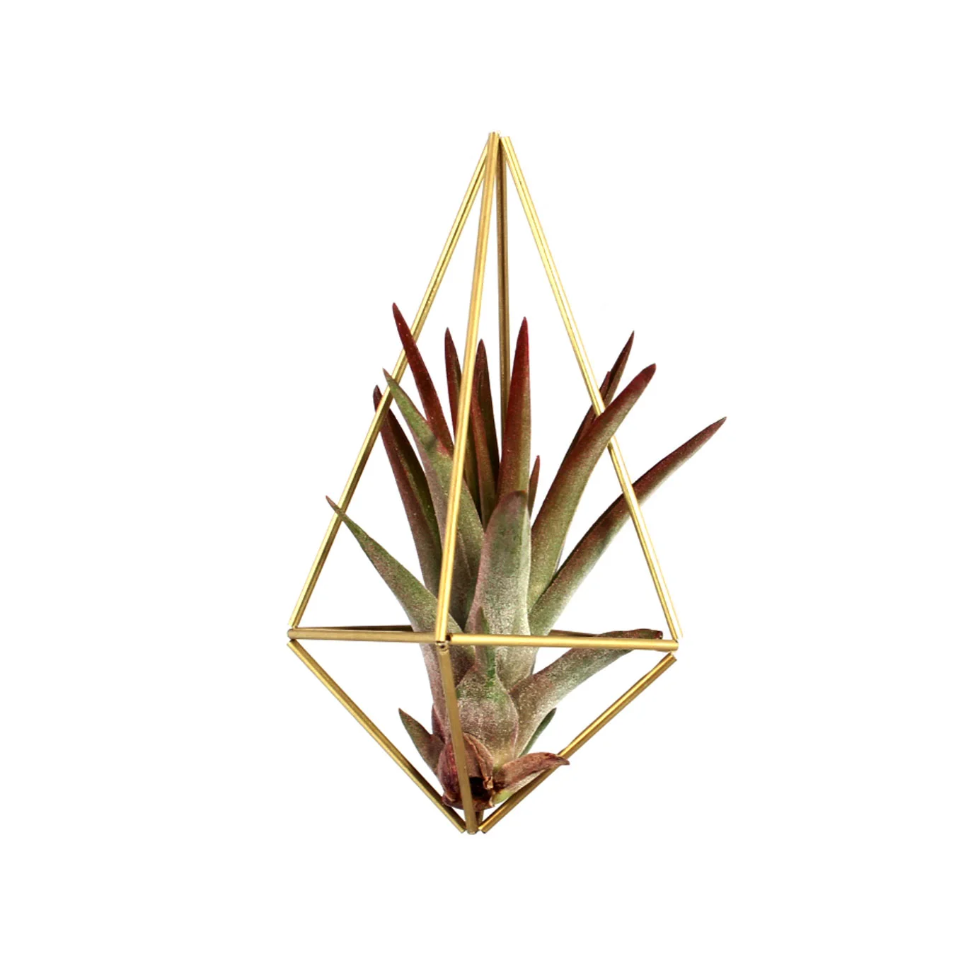 ornamentNo2Plant.jpg