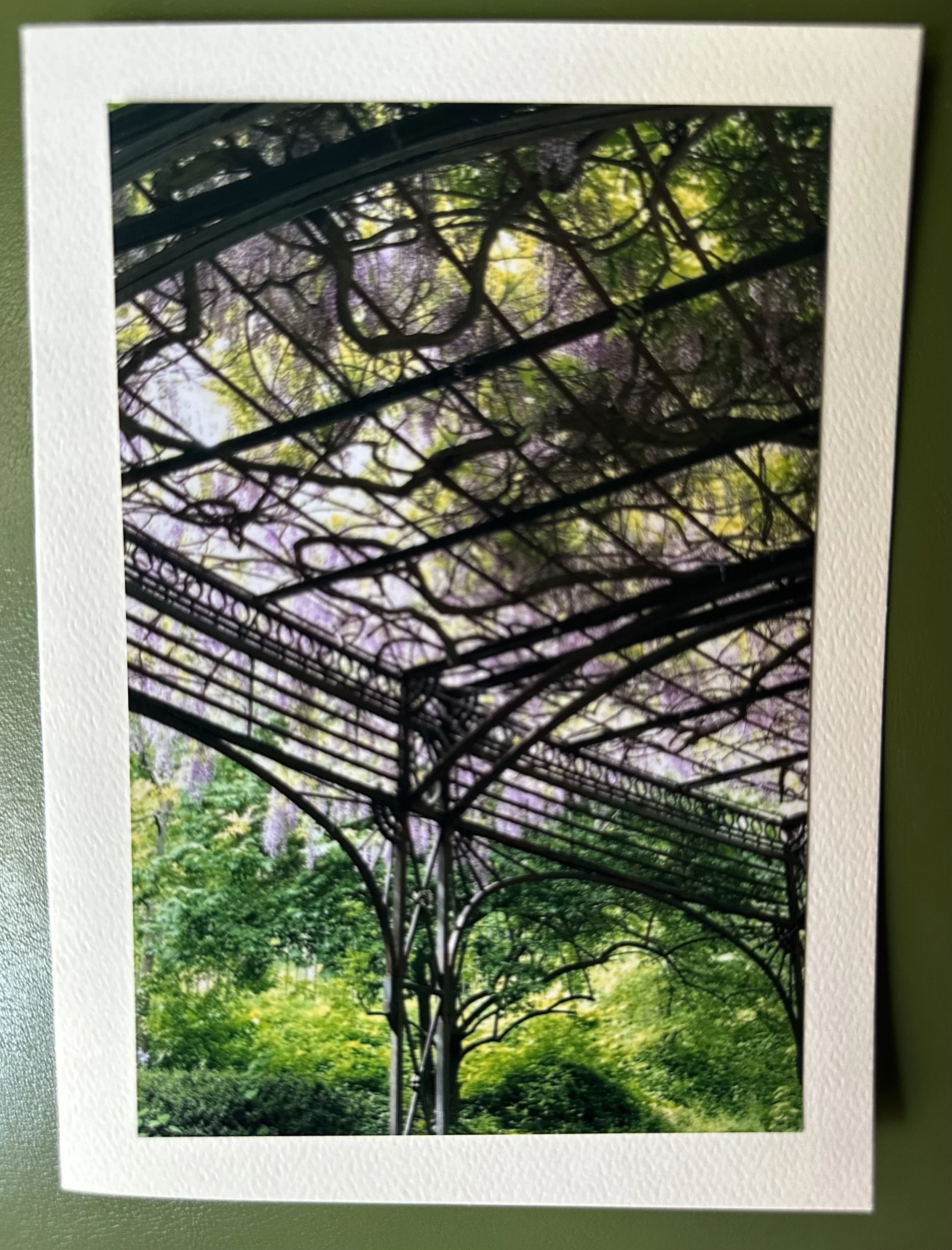 Wisteria Canopy.jpeg