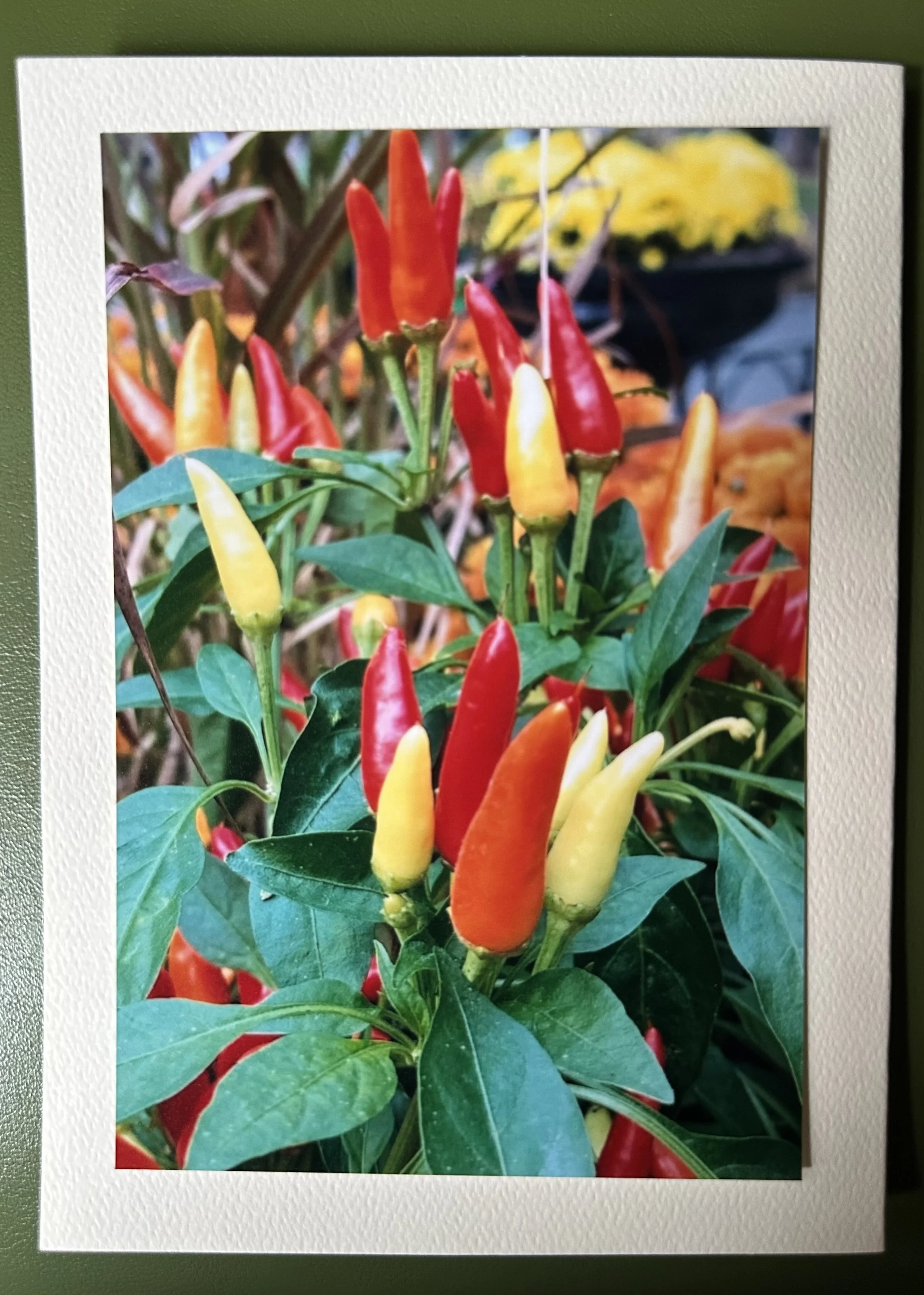Growing Ornamental Peppers.jpeg