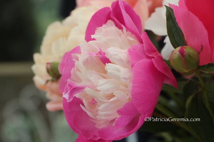 Peonies of Tuscany, Chianti