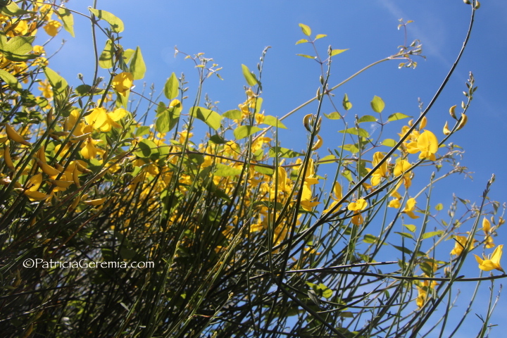 La Ginestra - Spring flowers in Chianti