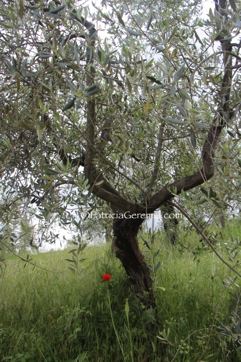 Olive Tree, Chianti