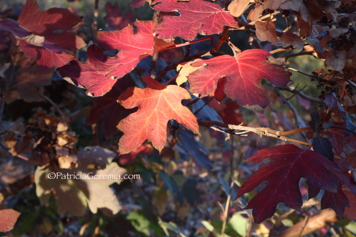 Fall Leaves, New York City
