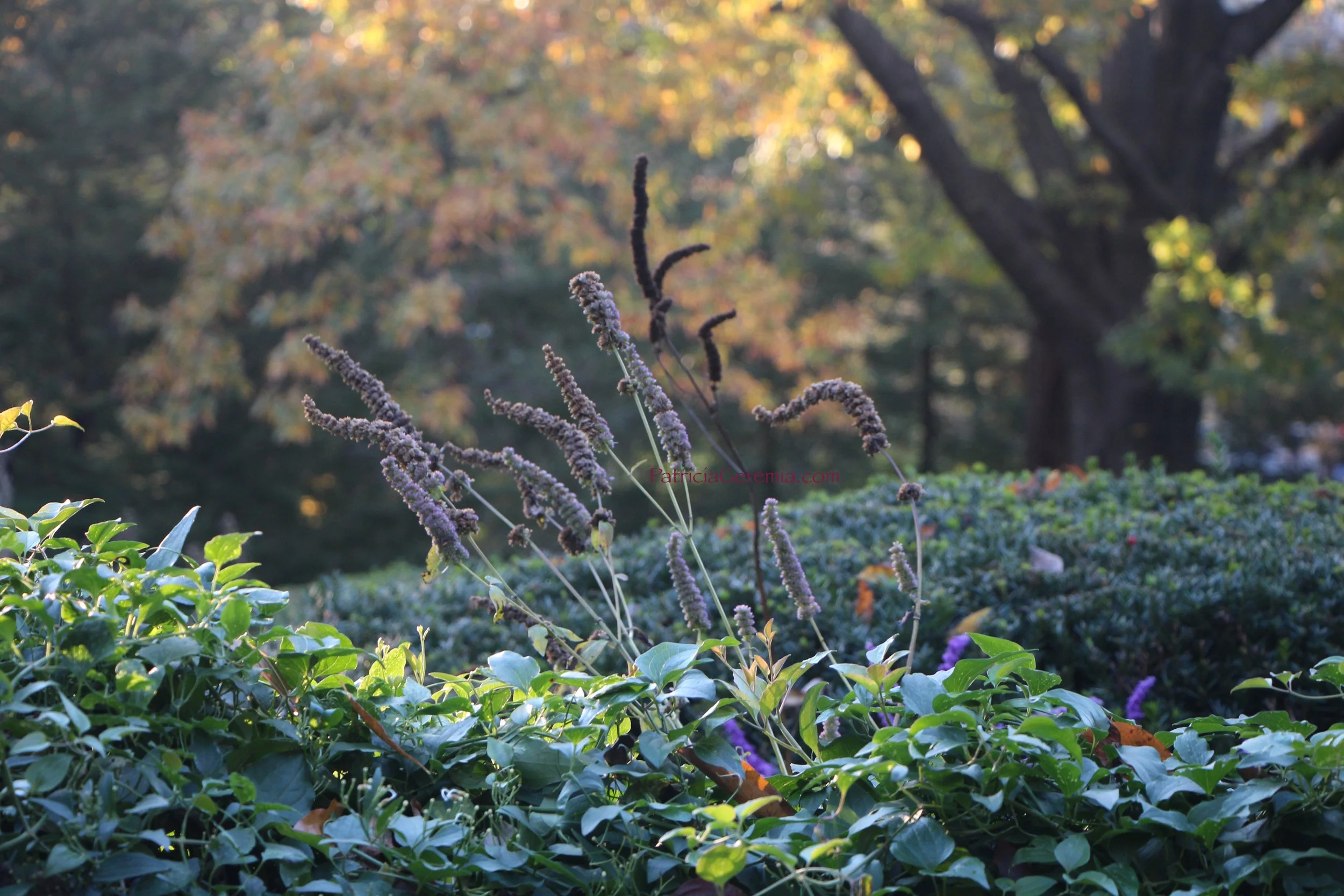 Autumn in New York