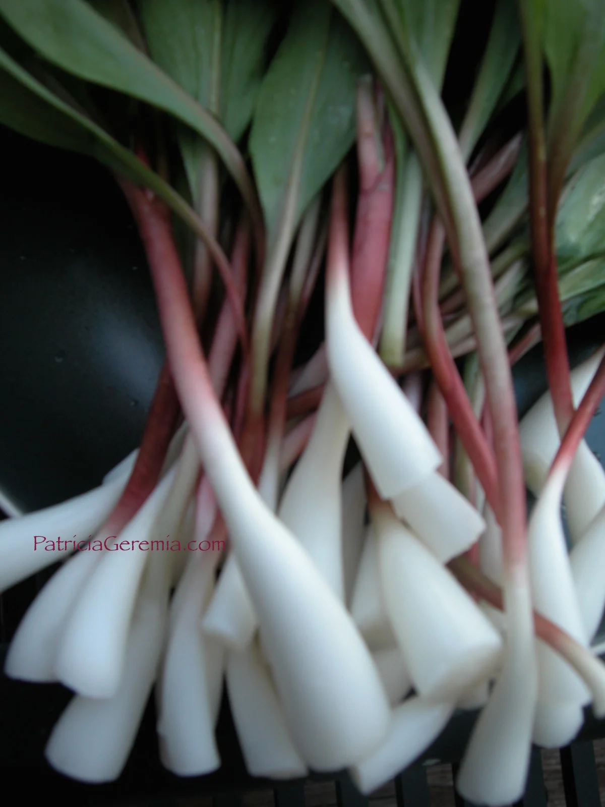 Ramps, The Berkshires, Massachusetts