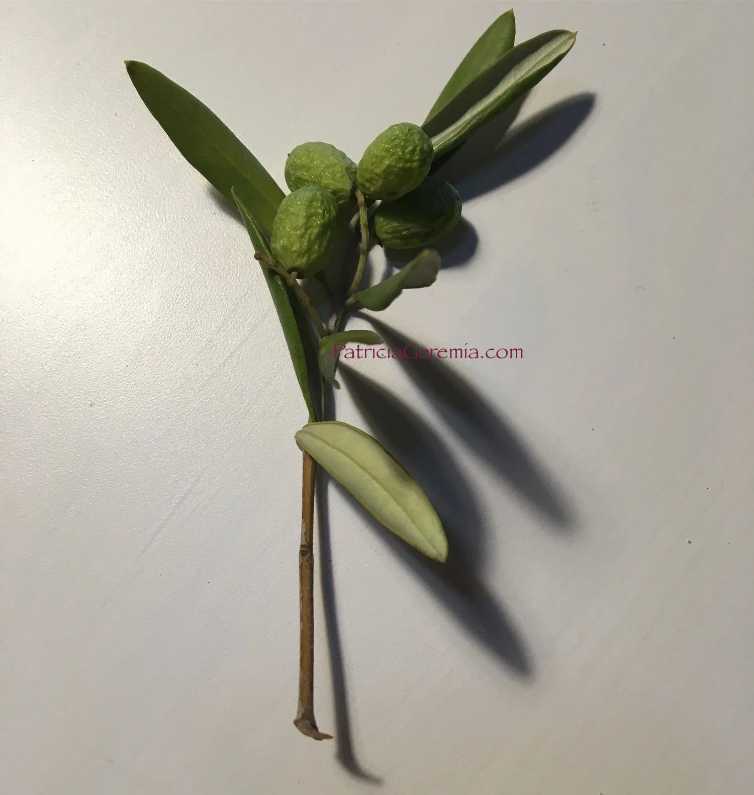 Olives, Firenze