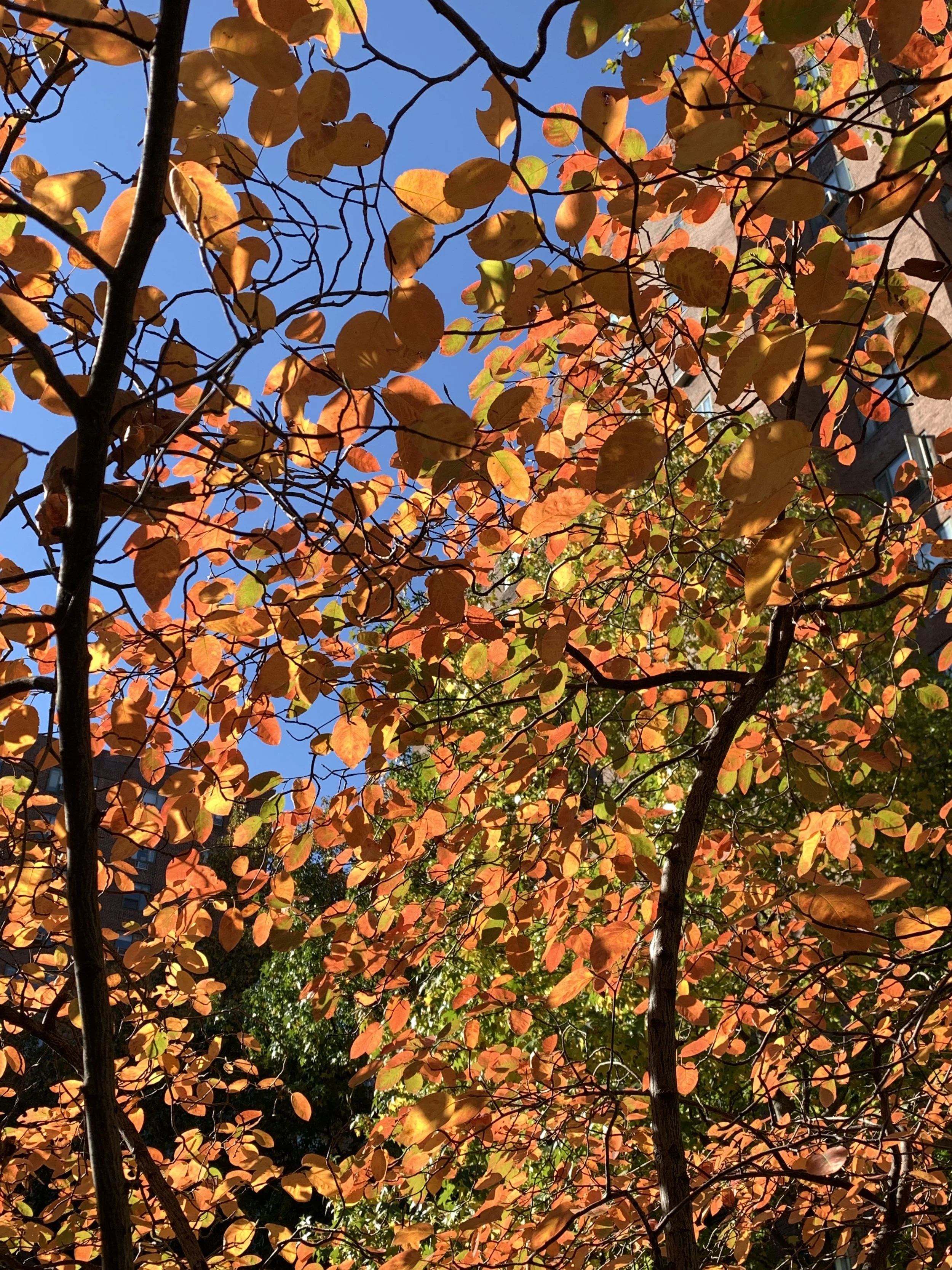 Fall Foliage Twirls